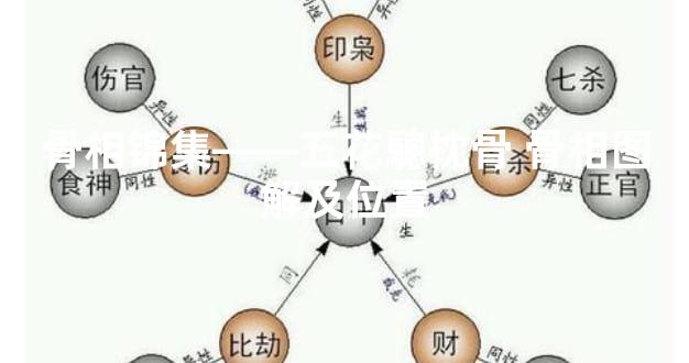 骨相锦集——五花驄枕骨 骨相图解及位置